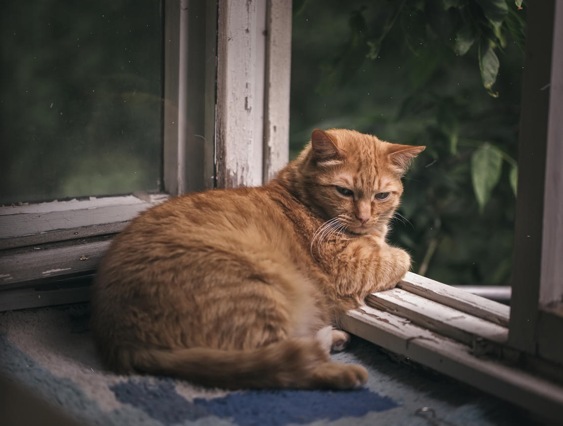 The researchers are studying tissues of fat, lean and diabetic cats to better understand changes that occur with obesity and diabetes.