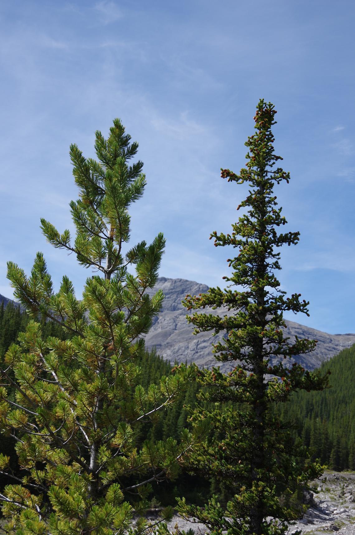 Lodgepole pine, left, and interior spruce — both conifers — are the No. 1 and No. 2 species most planted by the forest industry in British Columbia and Alberta, with about 150 million lodgepole pine planted each year. Foresters have long known that if trees are planted in regional climates that are different than their home range they won’t grow well, even if that place is within the native species range.