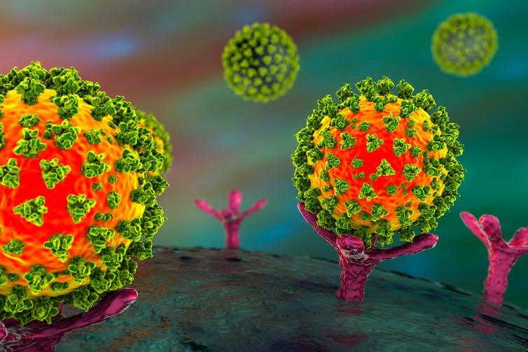 Illustration of the initial stage of COVID-19 infection: SARS-CoV-2 virus particles binding to specific receptors on the surface of cells