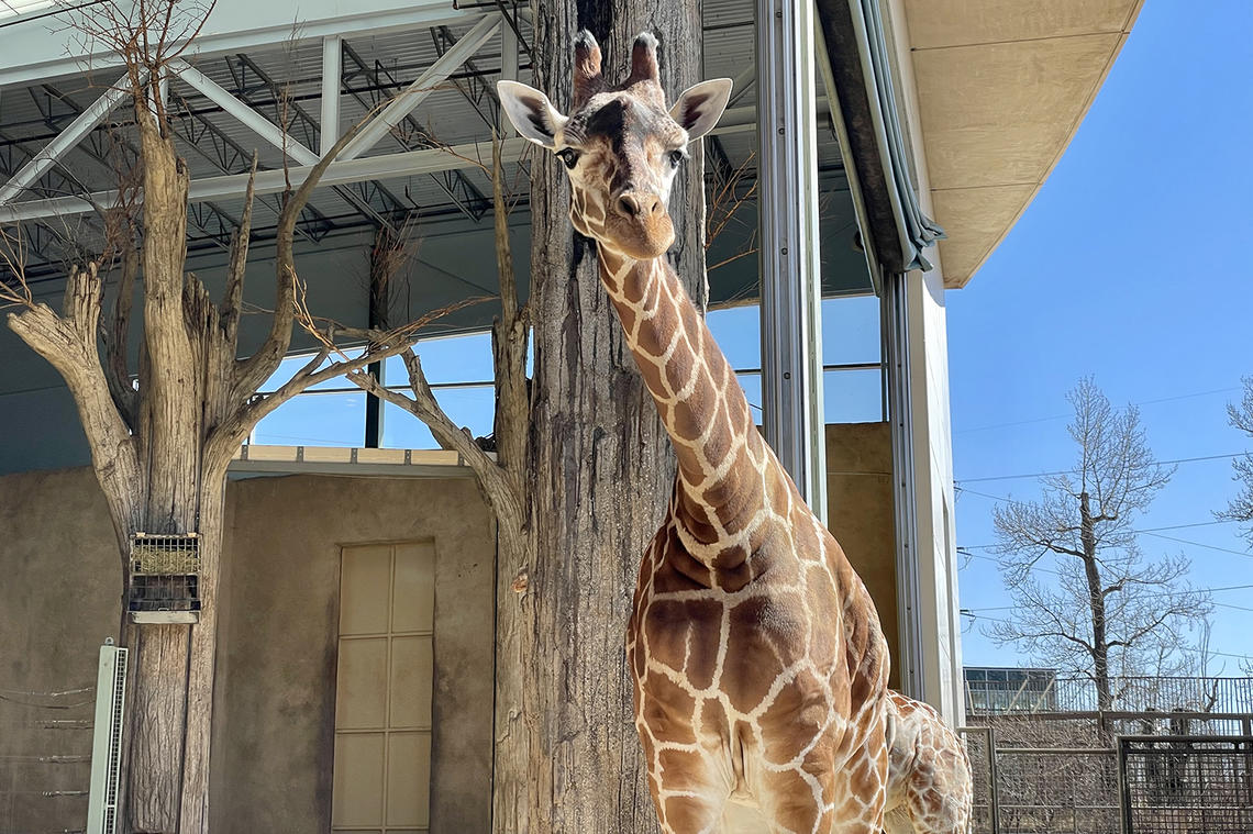 Calgary Zoo giraffe