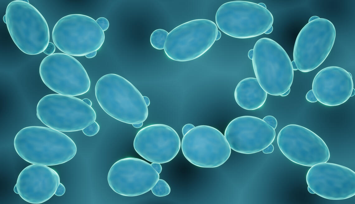 Probiotic saccharomyces yeast budding fermenting fungi.