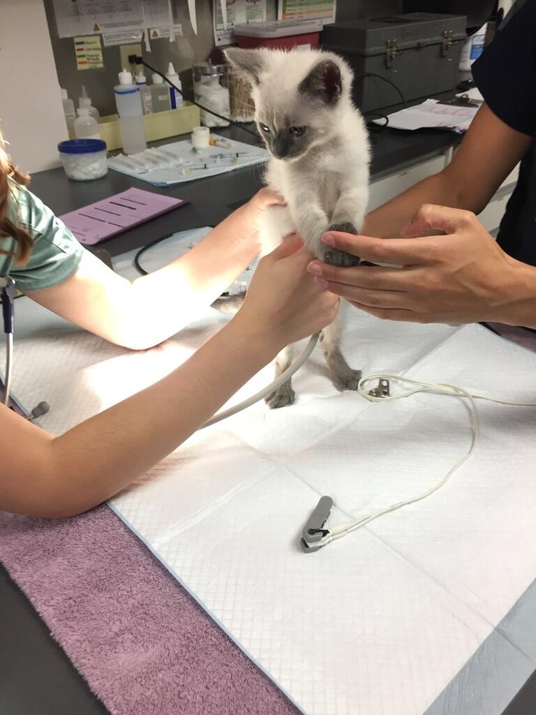 veterinary students conducting an ultrasound on a cat
