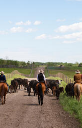 W.A. Ranches staff on horseback, herding cattle down the road