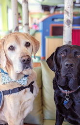Zoom, left, and Axel, the Luna Centre’s child and youth support dogs.