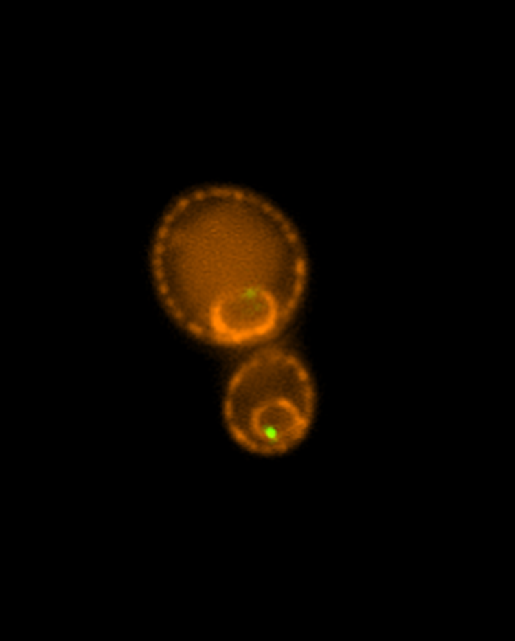 LCI                       Will McLaren, Cobb lab                  Yeast telomere