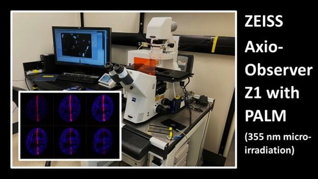 AxioObserver Z1 with PALM 355 nm laser microirradiation